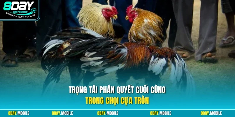 Trọng tài phán quyết cuối cùng trong chọi cựa tròn